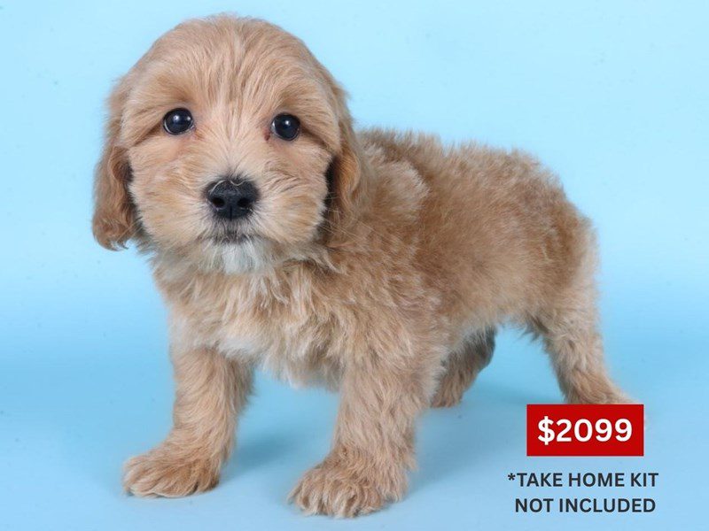 [#14876] Apricot Male Lhasapoo Puppies For Sale #3