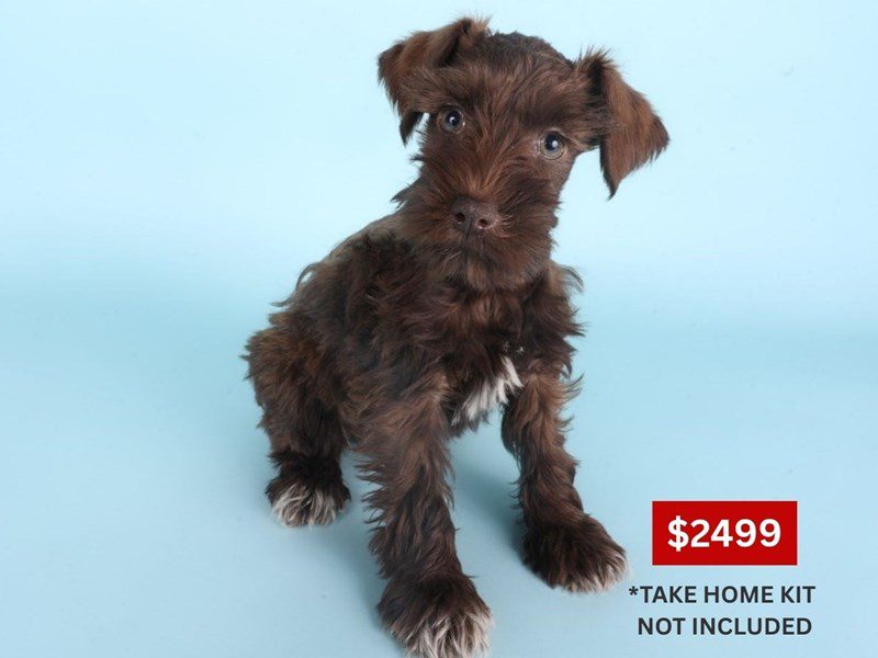 [#14898] Chocolate Female Miniature Schnauzer Puppies For Sale #4