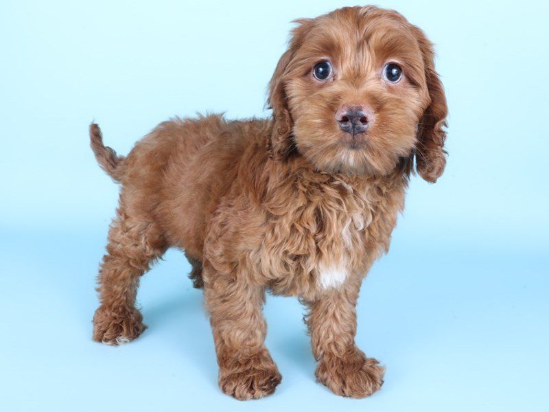 [#14949] Red Male Cockapoo Puppies For Sale #2