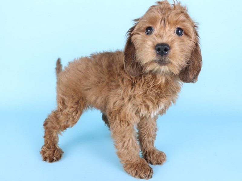 [#14948] Red Female Cockapoo Puppies For Sale #2