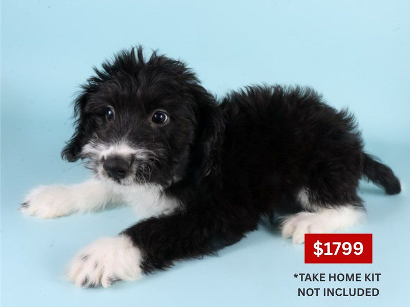 [#14915] Black & White Male Aussiedoodle Puppies For Sale #3