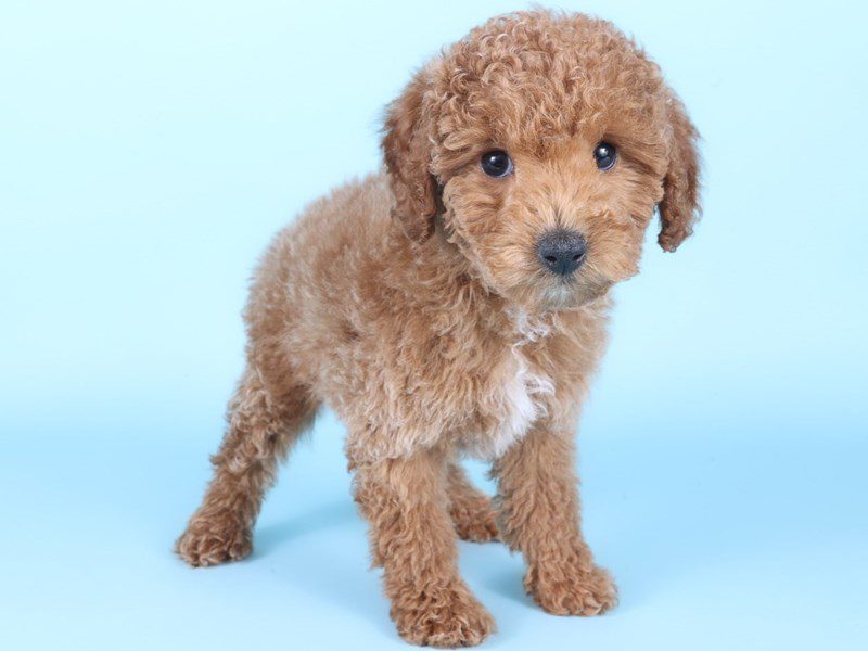 [#14951] Cream/White Female Miniature Poodle Puppies For Sale #2