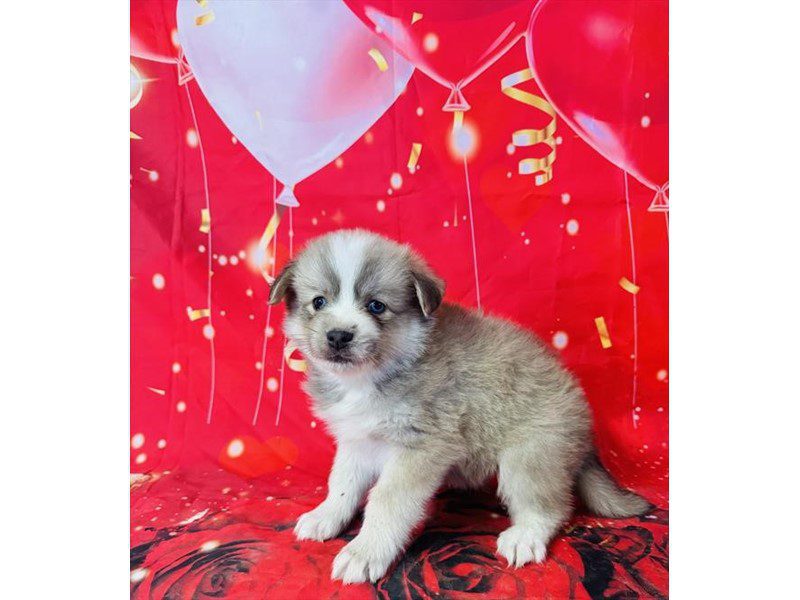 [#14953] Sable Male Pomsky Puppies For Sale #2
