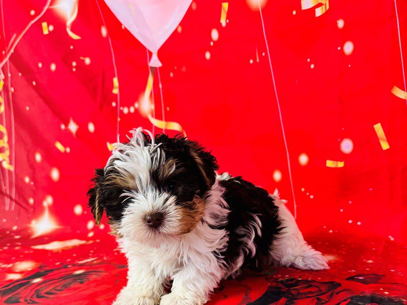 [#14954] Chocolate / White Male Yorkshire Terrier Puppies For Sale #2