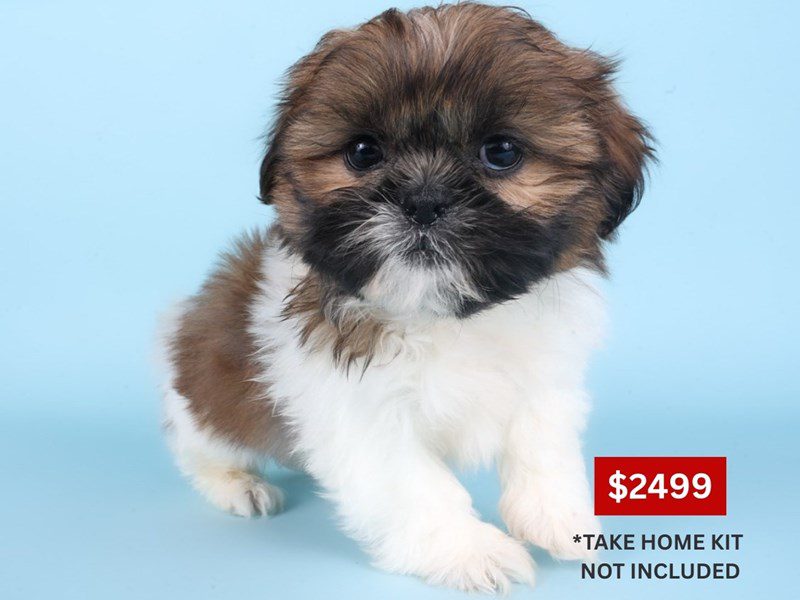 [#14893] Sable / White Male Shih Tzu Puppies For Sale #4