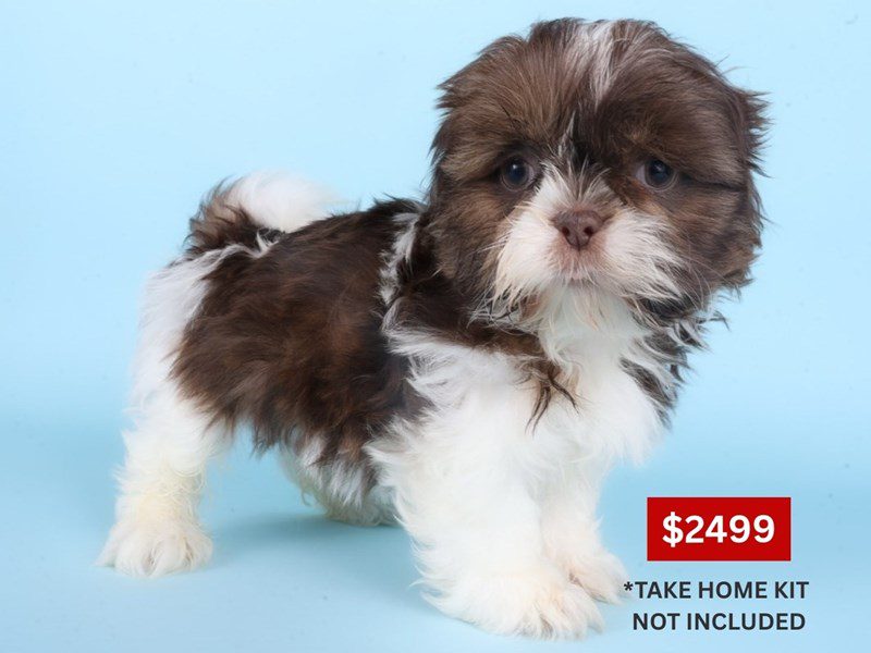 [#14895] Chocolate Male Shih Tzu Puppies For Sale #4