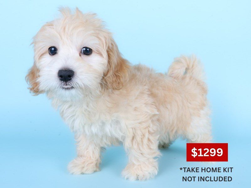 [#14879] Apricot Female Lhasapoo Puppies For Sale #3