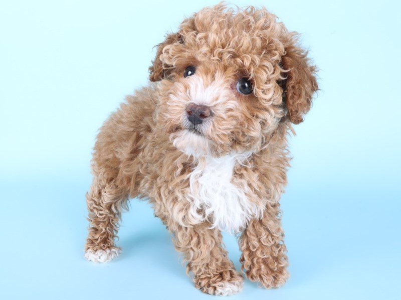 Miniature Poodle-Dog-Female-Apricot-5095471-XO PUPS