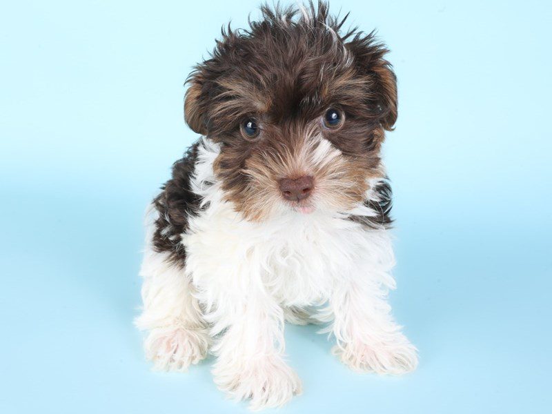 Yorkshire Terrier-Dog-Male-Chocolate / White-5094841-XO PUPS