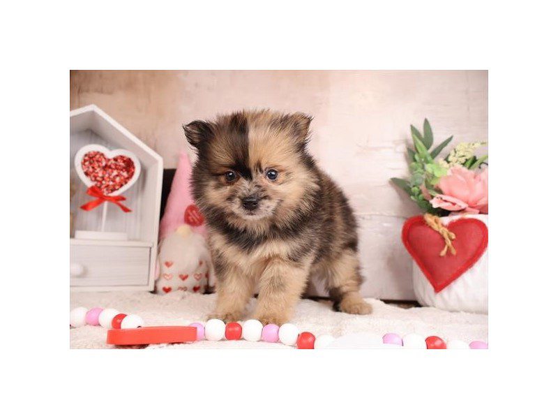 [#14959] Sable Merle Male Pomeranian Puppies For Sale #2