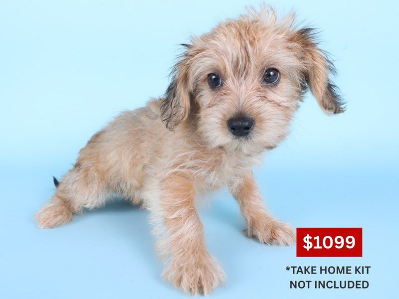 [#14932] Fawn Female Morkiepoo Puppies For Sale #3