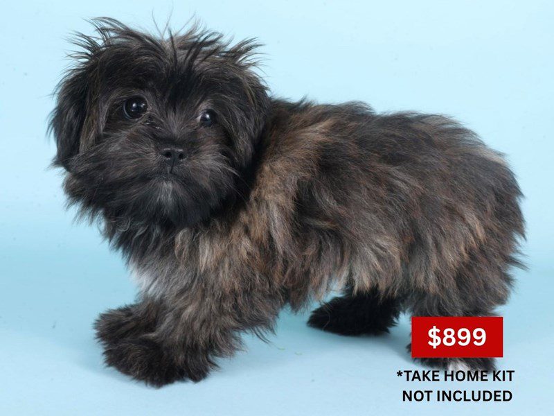 [#14867] Brindle Male Pom-Shi Puppies For Sale #5