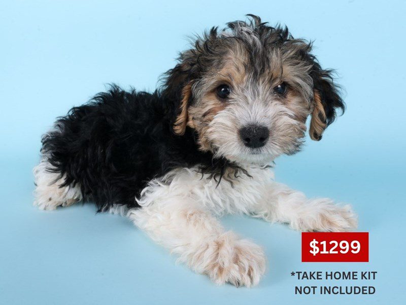 [#14928] Tri-Colored Male Morkiepoo Puppies For Sale #3