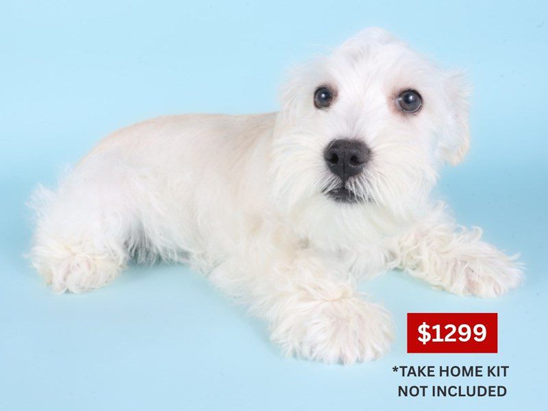 [#14899] White Male Miniature Schnauzer Puppies For Sale #4