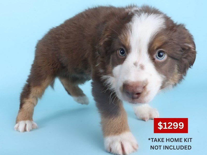 [#14891] Red Tan / White Male Miniature Australian Shepherd Puppies For Sale #4