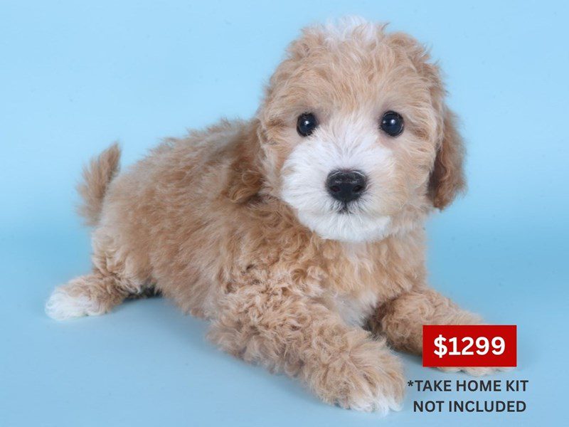 [#14880] Apricot Female Cotonpoo Puppies For Sale #3