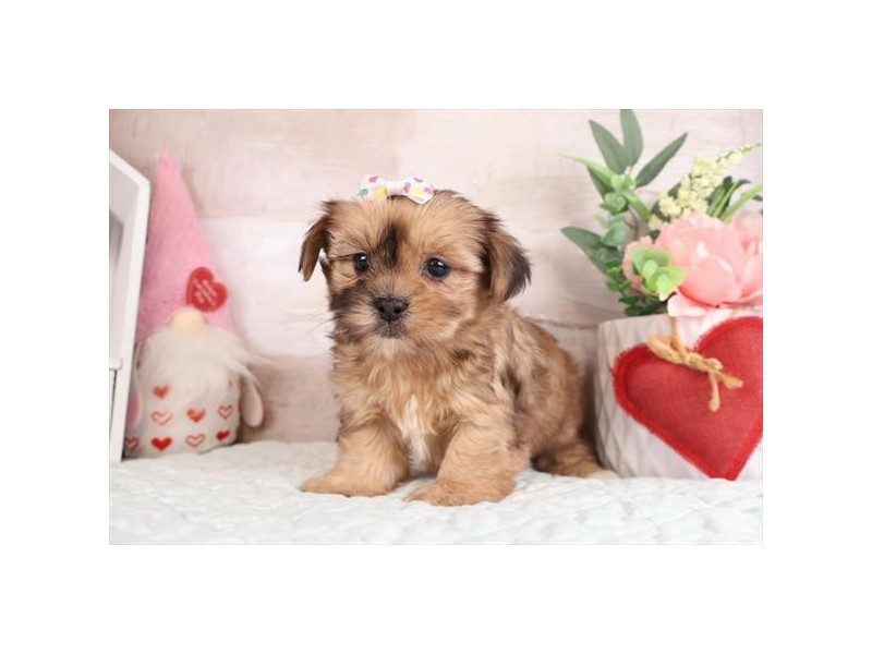 [#14963] Sable Female Shorkie Puppies For Sale #2