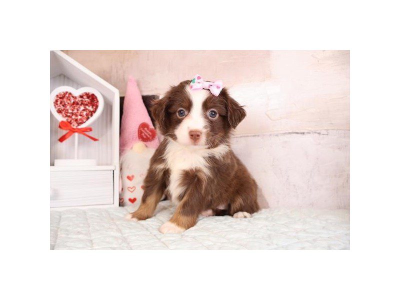 [#14965] Chocolate Female Toy Australian Shepherd Puppies For Sale #2