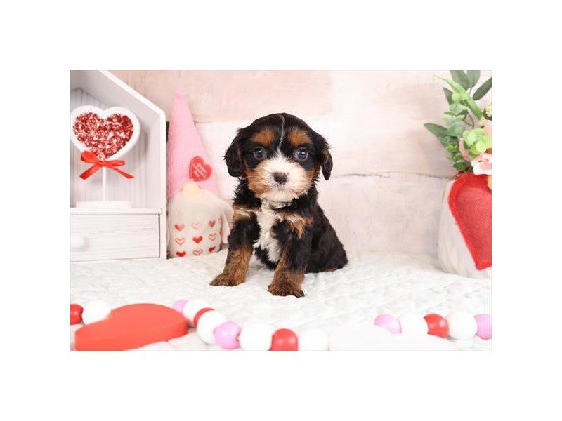 [#14967] Tri-Colored Male Bernedoodlier Mini Puppies For Sale #2