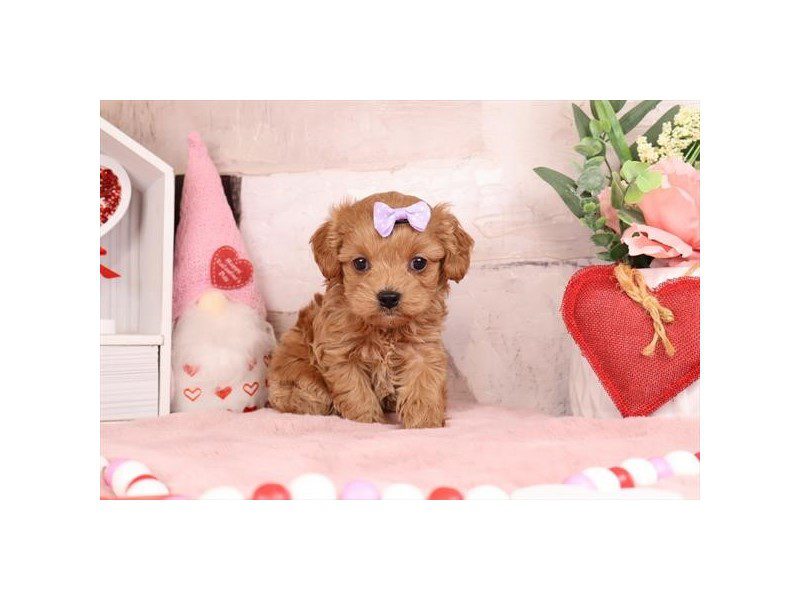 Cavapoo-Dog-Female-Apricot-5097577-XO PUPS