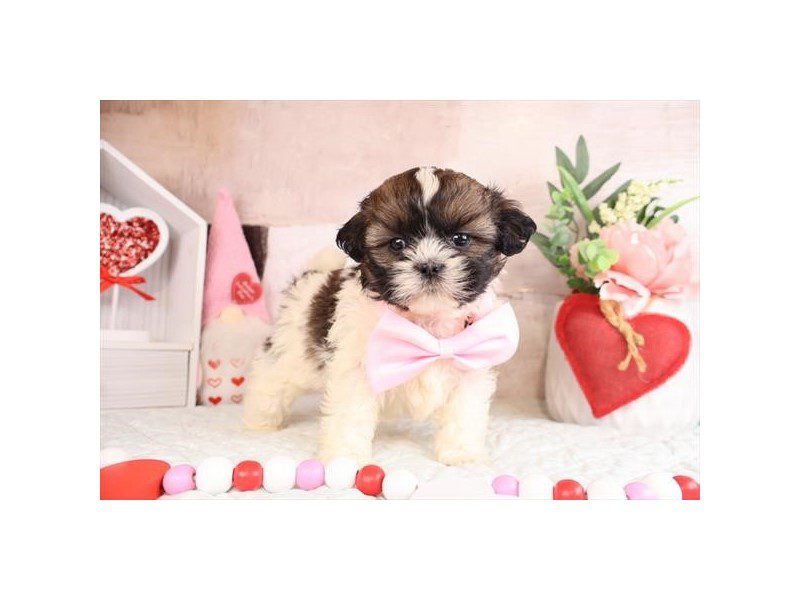[#14969] Sable Male Shihpoo Puppies For Sale #2