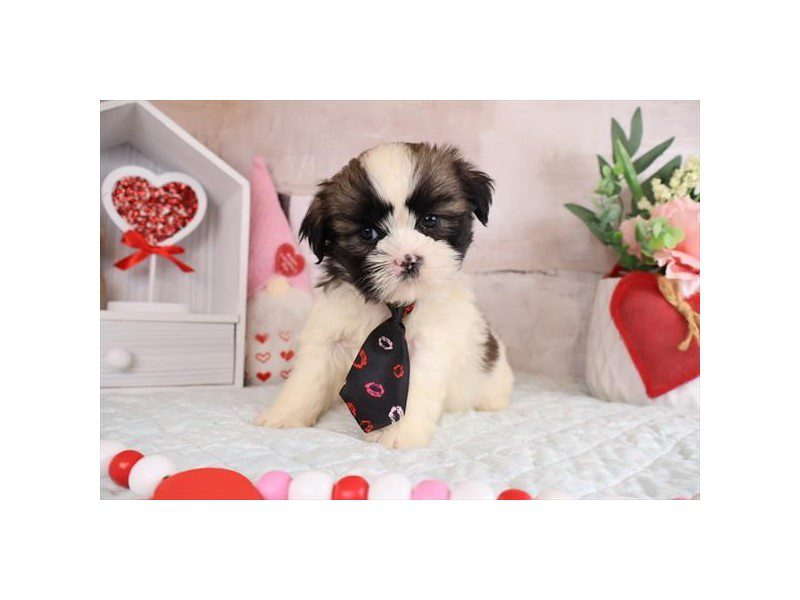 [#14970] Sable Male Shihpoo Puppies For Sale #2
