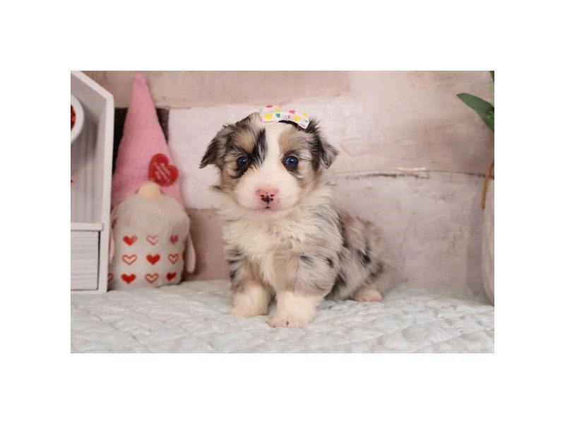 [#14971] Blue Merle Female Aussiepoo Puppies For Sale #2