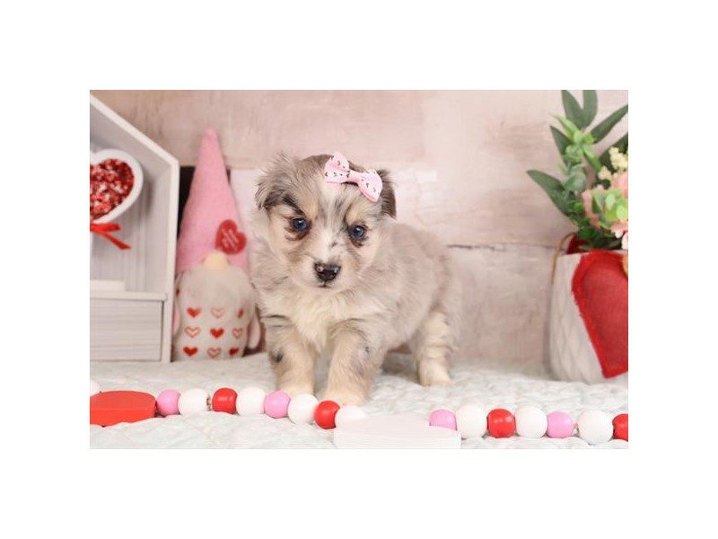 [#14972] Blue Merle Male Aussiepoo Puppies For Sale #2