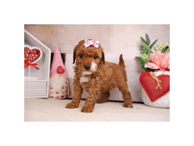 [#14973] Red Female Cavapoo Puppies For Sale #2