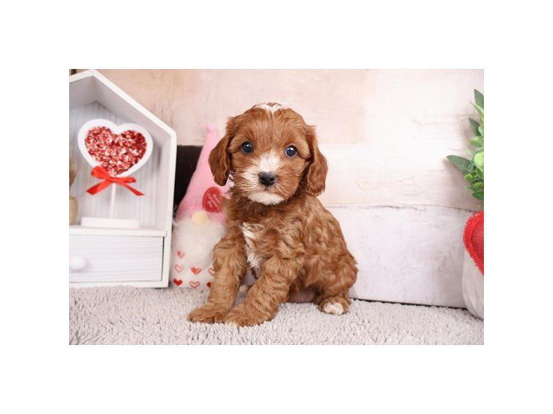 Cavapoo-Dog-Male-Red-5097586-XO PUPS