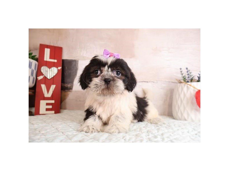 [#14975] Black / White Female Shih Tzu Puppies For Sale #2