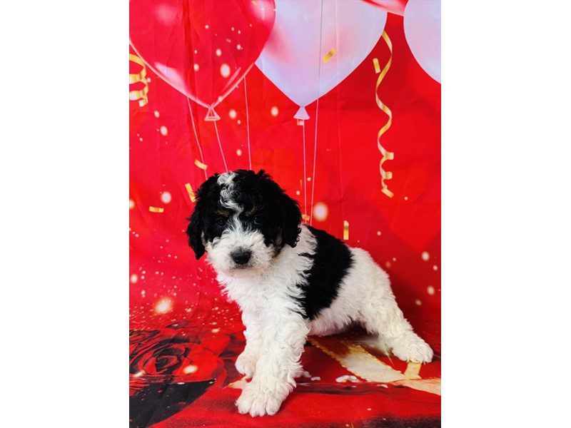 [#14962] Black / White Female Bernardadoodle Mini Puppies For Sale #2