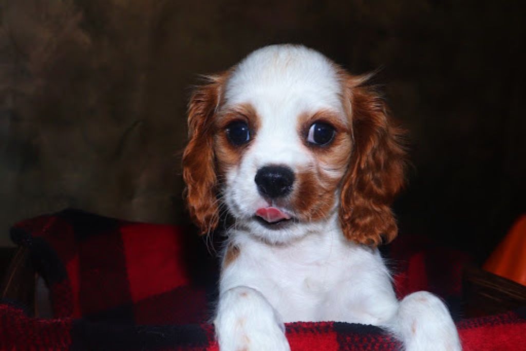 woman cuddling her dog on a couch