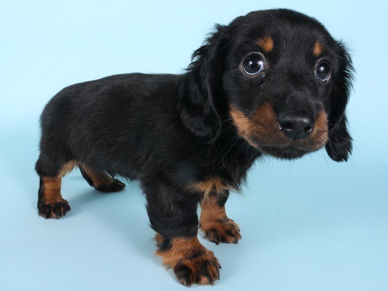 Dachshund-Dog-Male-Black/Tan-5091013-XO PUPS