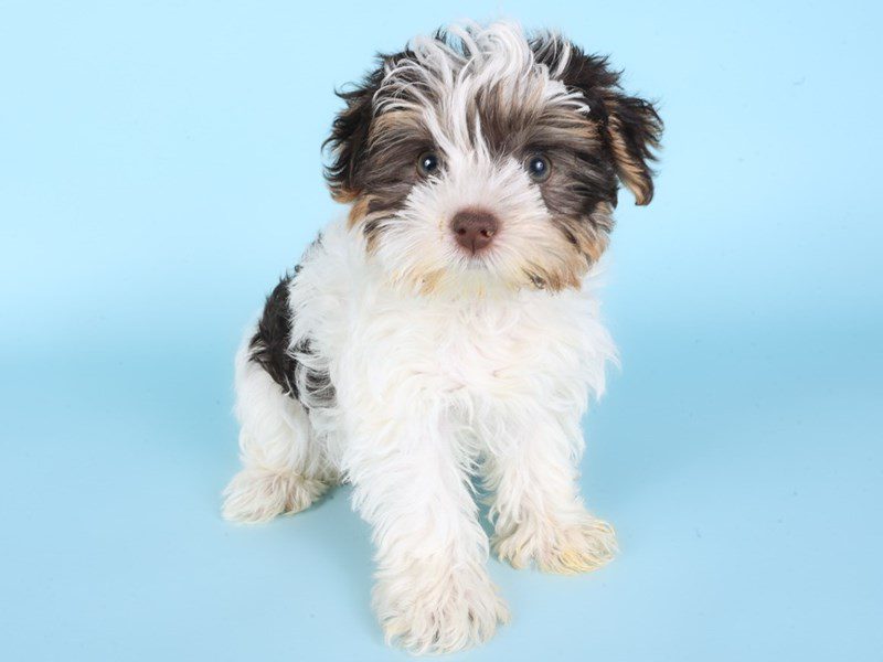 Yorkshire Terrier-Dog-Male-Chocolate / White-5094838-XO PUPS