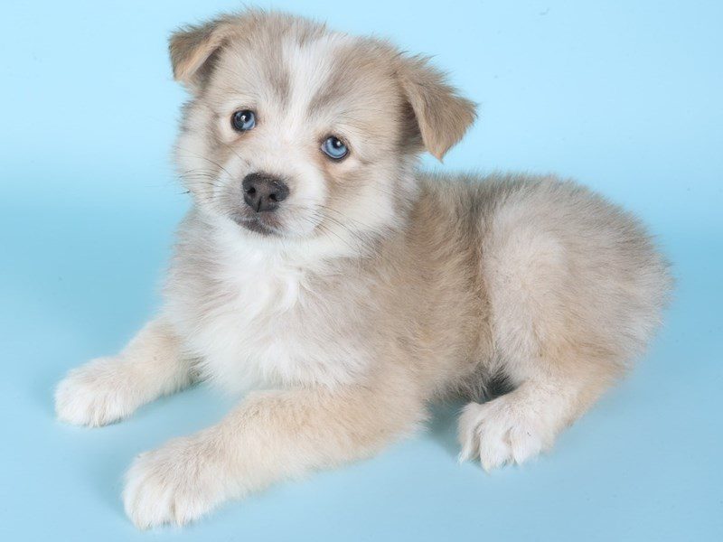 Pomsky-Dog-Male-Sable-5094836-XO PUPS
