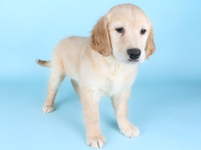 [#14961] Cream Female Golden Retriever Puppies For Sale #2
