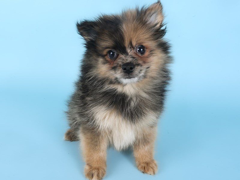 [#14959] Sable Merle Male Pomeranian Puppies For Sale #4