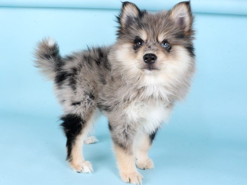 Pomsky-Dog-Male-Blue Merle-5096491-XO PUPS