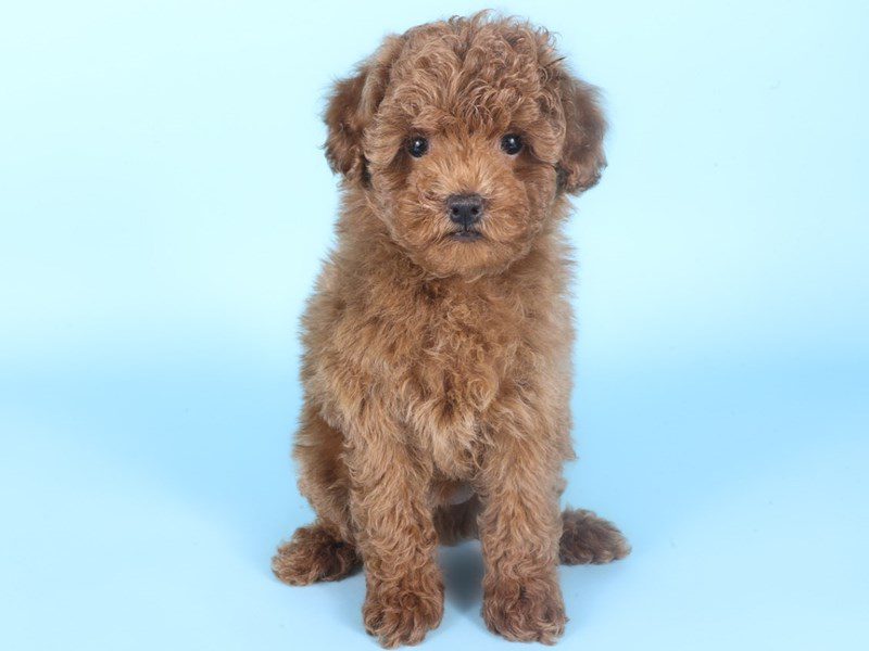 [#14988] Red Female Miniature Poodle Puppies For Sale #2