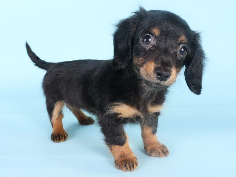 [#14986] Black & Tan Female Miniature Dachshund Puppies For Sale #2