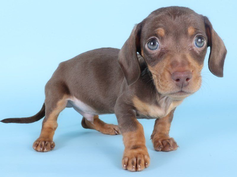 [#14984] Chocolate & Tan Male Miniature Dachshund Puppies For Sale #2