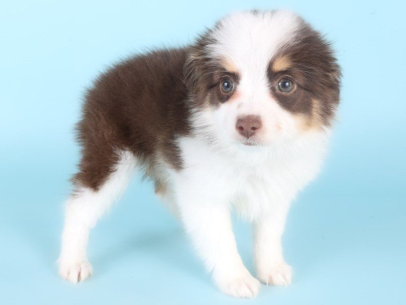 Miniature Australian Shepherd-Dog-Female-Red & White-5098775-XO PUPS