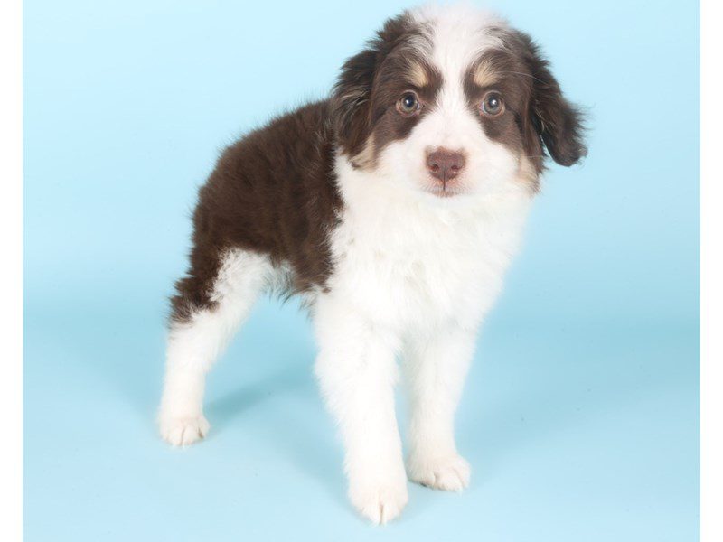 [#14982] Red & White Female Miniature Australian Shepherd Puppies For Sale #2