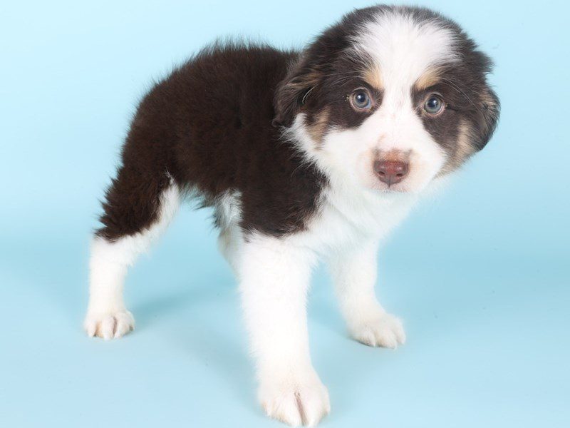 [#14981] Red & White Male Miniature Australian Shepherd Puppies For Sale #2