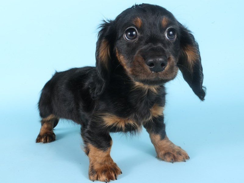 [#14980] Black & Tan Male Miniature Dachshund Puppies For Sale #2