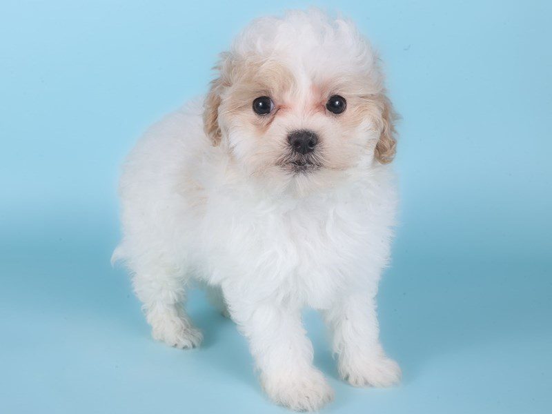 [#14979] Cream Female Maltipoo Puppies For Sale #2