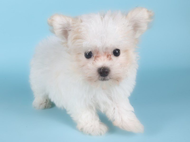 [#14978] Cream Female Maltipoo Puppies For Sale #2