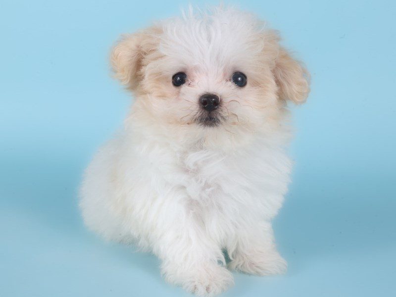 Maltipoo-Dog-Female-Cream-5098763-XO PUPS