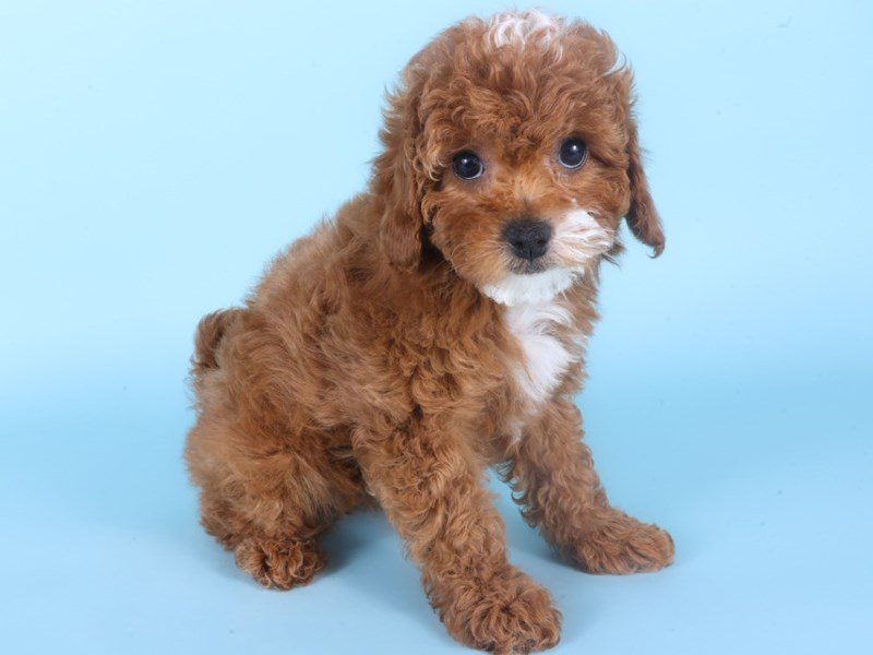 Cavapoo-Dog-Female-Red-5097583-XO PUPS